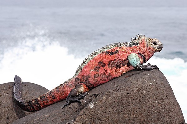 Image: Marine Iguana Espanola