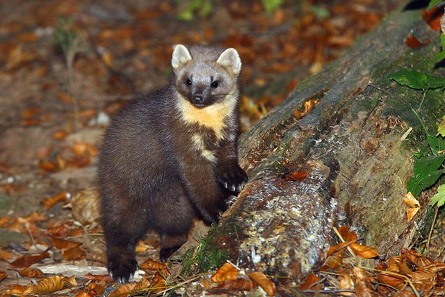 Qual é O nome dos animais em inglês? em Promoção na Americanas