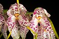 Masdevallia superbiens