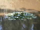 Přírodní rezervace Maštale - Panský rybník, lekníny