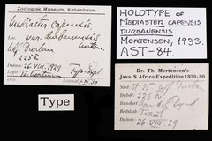 File:Mediaster capensis durbanensis - AST-000084 label.tif (Category:Echinodermata in the Natural History Museum of Denmark)