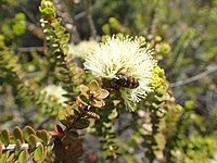 Melaleuca eurystoma