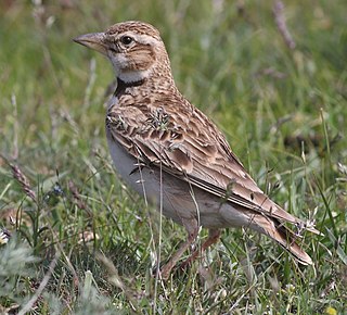 <span class="mw-page-title-main">Bimaculated lark</span> Species of bird