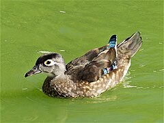 Canard branchu — Wikipédia