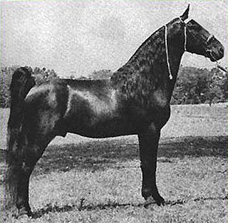 <span class="mw-page-title-main">Midnight Sun (horse)</span> American horse