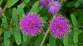 <i>Mimosa nuttallii</i> Species of plant