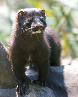 Mink in the park (2)