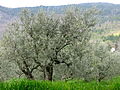 Le pendici di Monte Morello nel versante di Calenzano, coltivate ad olivo
