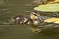 More Baby Ducks (48449377257).jpg