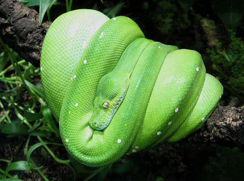 reptiles green snakes