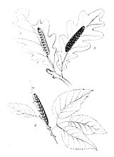Larva (figure 2) Moths of the British Isles Series2 Plate034.jpg