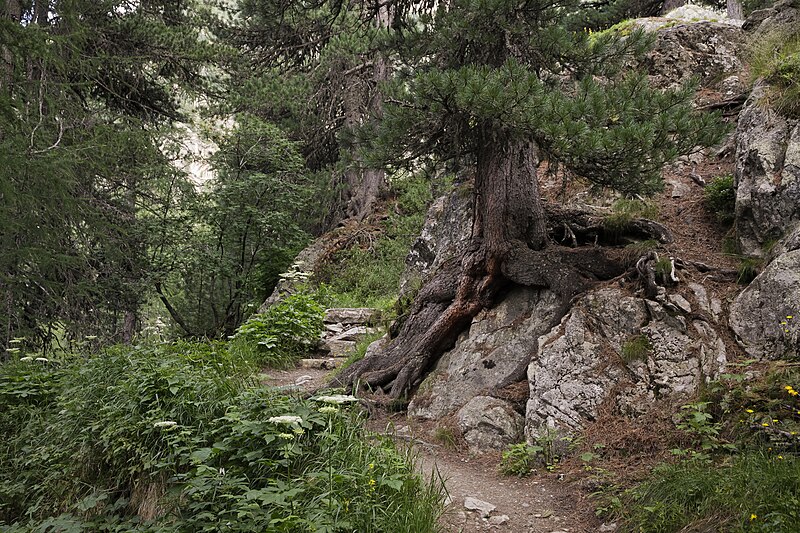 File:Mountain forest in Morteratsch valley, Graubünden, Switzerland, 2012 July - 4.jpg