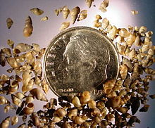 Numerous shells of the freshwater snail Potamopyrgus antipodarum compared to an American dime, which is 18 mm in diameter Mudsnail2.jpg