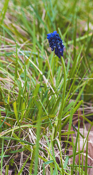 File:Muscari neglectum, Agde 01.jpg