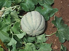 Muskmelon plant