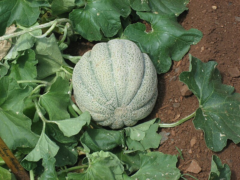 File:Muskmelon.jpg