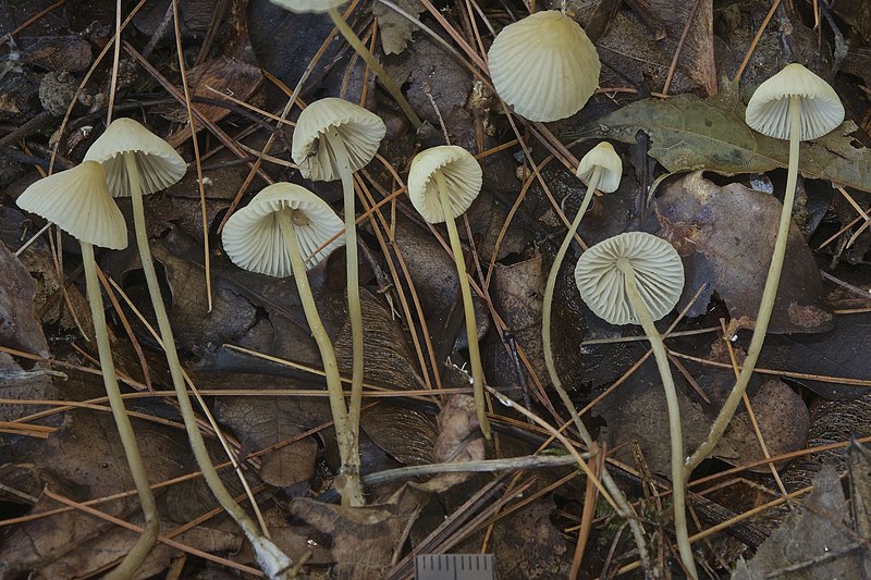 File:Mycena citrinomarginata.jpg