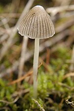 Thumbnail for Mycena leptocephala