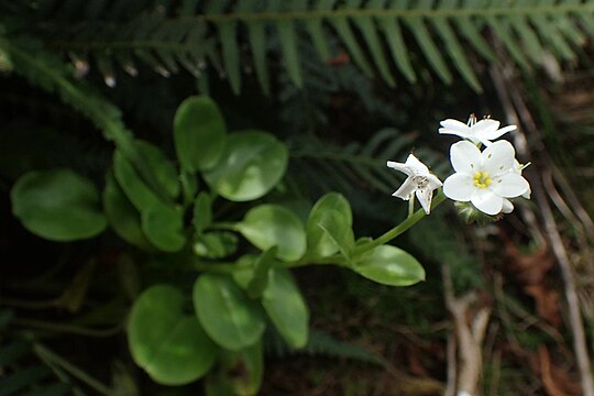 勿忘草屬 Wikiwand