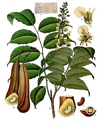 Myroxylon balsamum var. pereirae (Royle) Harms