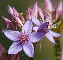 Myrtaceae Calytrix sapphirina.jpg