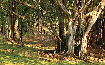 Mystinen metsä Kebun Raya Purwodadissa.jpg