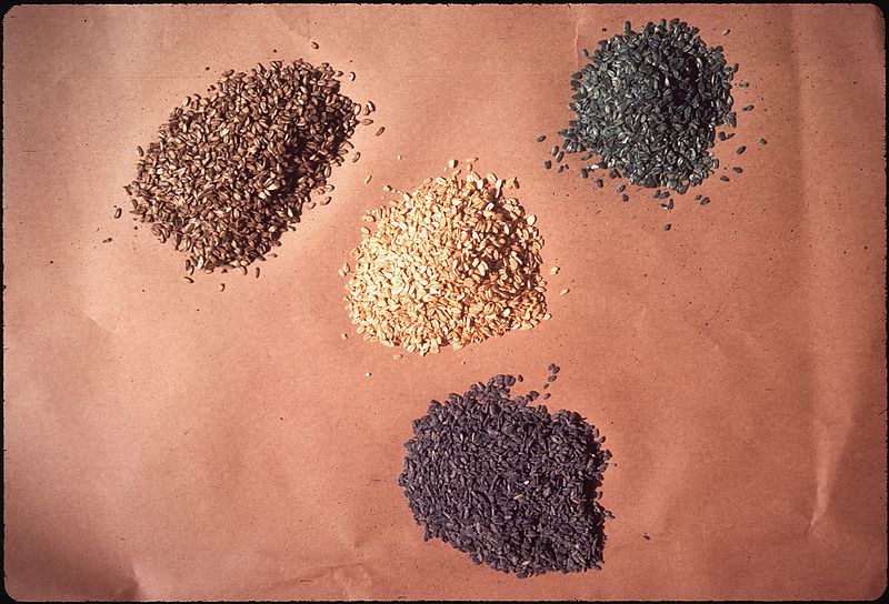 File:NATURAL GRAIN IN CENTER, BLUE OATS POISIONED WITH PIVAL FOR RAT AND MOUSE BAIT, GREEN WITH STRYCHNINE FOR KILLING... - NARA - 542738.jpg