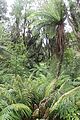 NZ Rainforest 05.jpg