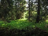 Čeština: Přírodní rezervace Na Mokřinách. Okres Český Krumlov, Česká republika.