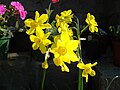 Narcissus assoanus