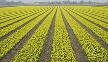 Daffodil production in the Netherlands Narcissus field near Keukenhof.jpg