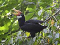 Thumbnail for List of endemic birds of the Andaman and Nicobar Islands