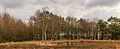 Natte plekken in open heide en ruig grasland. Locatie, natuurgebied Delleboersterheide – Catspoele.