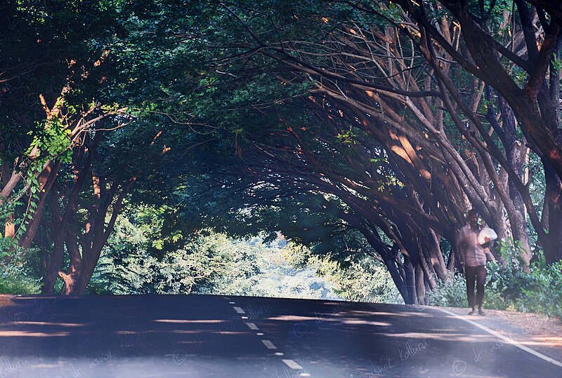 File:Natural canopy.jpg