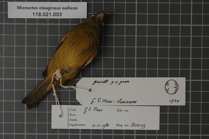 File:Naturalis Biodiversity Center - RMNH.AVES.80549 2 - Mionectes oleagineus wallacei (Chubb, 1919) - Tyrannidae - bird skin specimen.jpeg