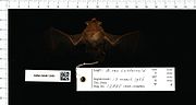 Thumbnail for Dark sheath-tailed bat