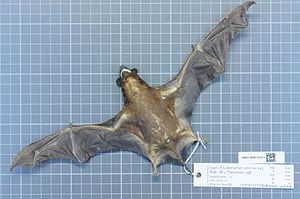 나뚜랄리스 생물다양성 센터에 보존 중이 황갈색개얼굴박쥐의 표본