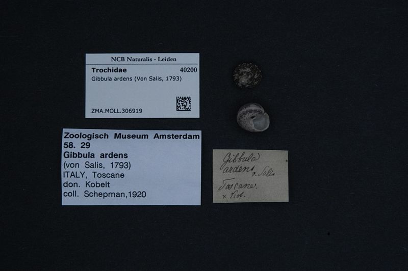 File:Naturalis Biodiversity Center - ZMA.MOLL.306919 - Gibbula ardens (Von Salis Marschlins, 1793) - Trochidae - Mollusc shell.jpeg