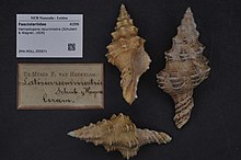 Naturalis Biyoçeşitlilik Merkezi - ZMA.MOLL.355671 - Hemipolygona recurvirostra (Schubert & Wagner, 1829) - Fasciolariidae - Mollusc shell.jpeg
