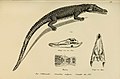 нилски крокодил из "Naturgeschichte und Abbildungen Der Reptilien"