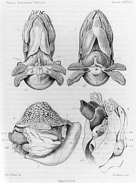 Allonautilus scrobiculatus