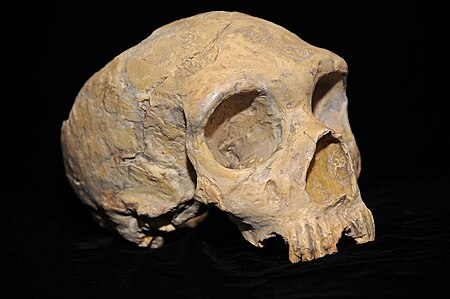 ไฟล์:Neanderthal_skull_from_Forbes'_Quarry.jpg