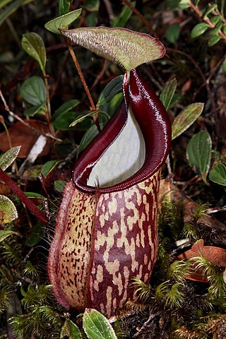 <i>Nepenthes macfarlanei</i> Species of pitcher plant from Peninsular Malaysia