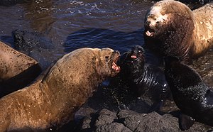 Территориальный конфликт между сивучами и морскими котиками