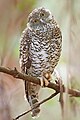 Powerful Owl (Ninox strenua), Lake Parramatta Reserve, New South Wales, Australia