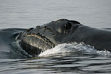 North Pacific right whale by John Durban, NOAA North Pacific right whale (Eubalaena japonica) - John Durban (NOAA).jpg