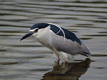 Black-crowned night-heron, a regular passage migrant. Nycticorax nycticorax P2249518.jpg