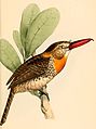 Nystalus maculatus maculatus 1841.jpg