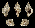 * Nomination Shell of a Rock snail, Ocinebrina edwardsii --Llez 18:19, 12 March 2016 (UTC) * Promotion  Support Good quality.--Famberhorst 18:52, 12 March 2016 (UTC)