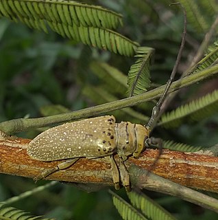 <i>Oncideres colombiana</i> Species of beetle